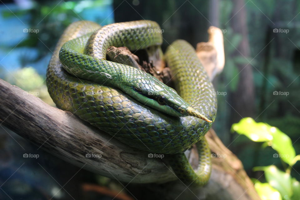 green coiled snake in tree