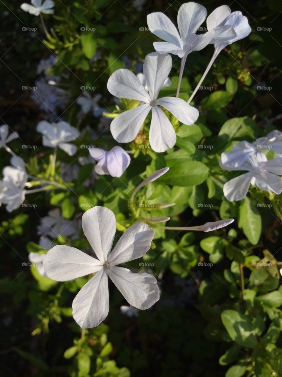 White plumbago. Plumbago auriculata Lam.blue flowers