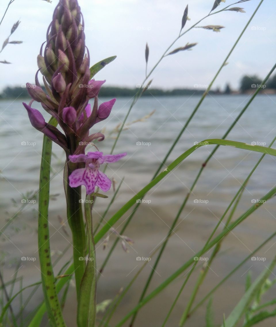 purple flower on a lake shore summer landscape