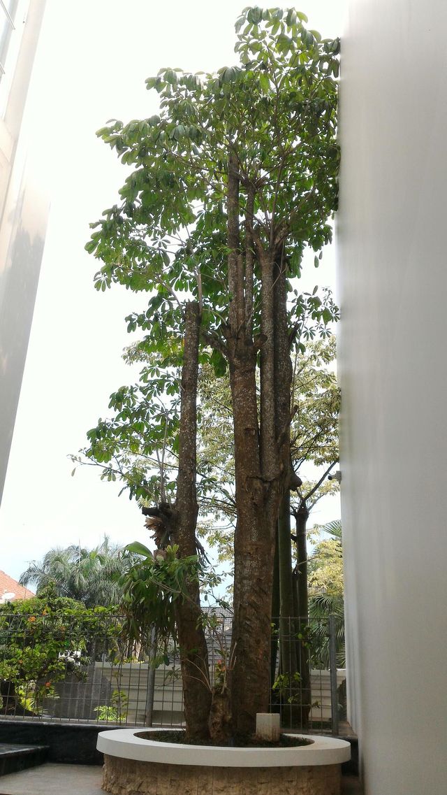 tree
origin
cause