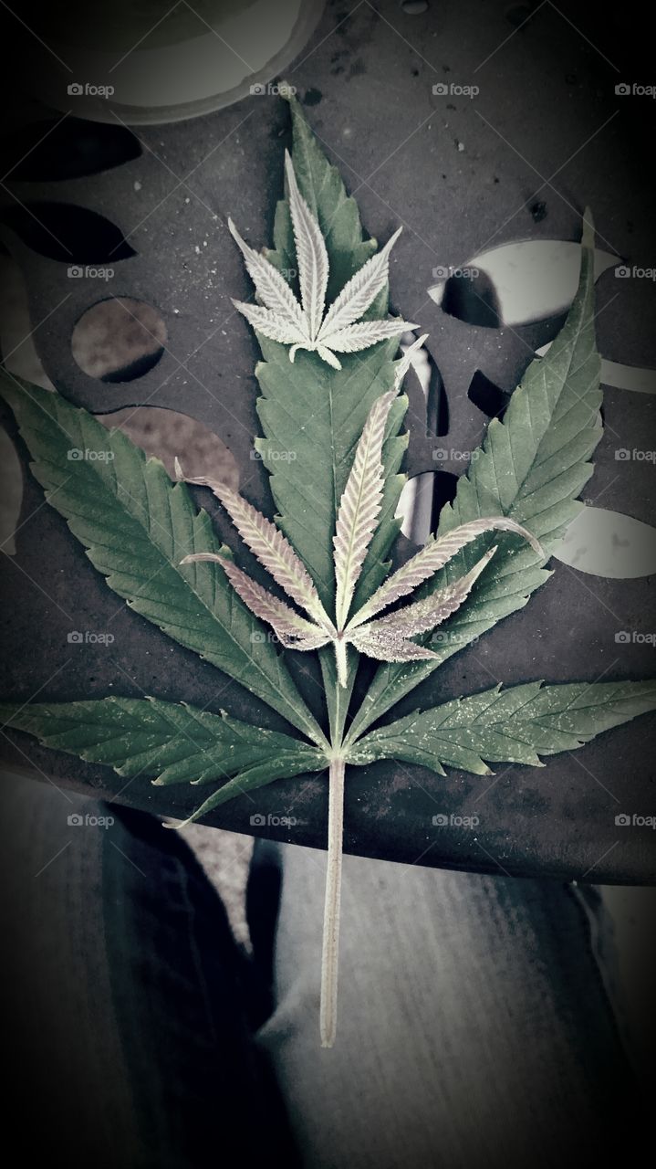 Marijuana Leaves. From a freshly cut Marijuana plant.