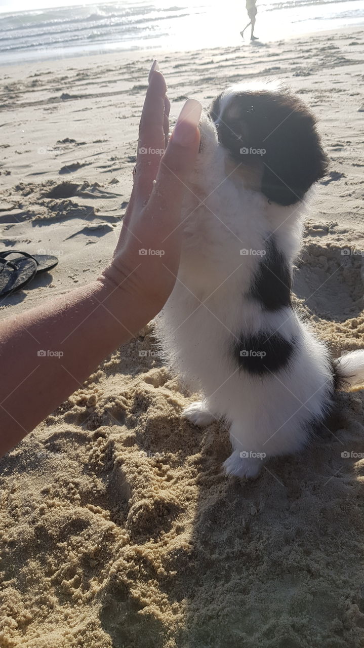 Puppy learning new tricks at the beach