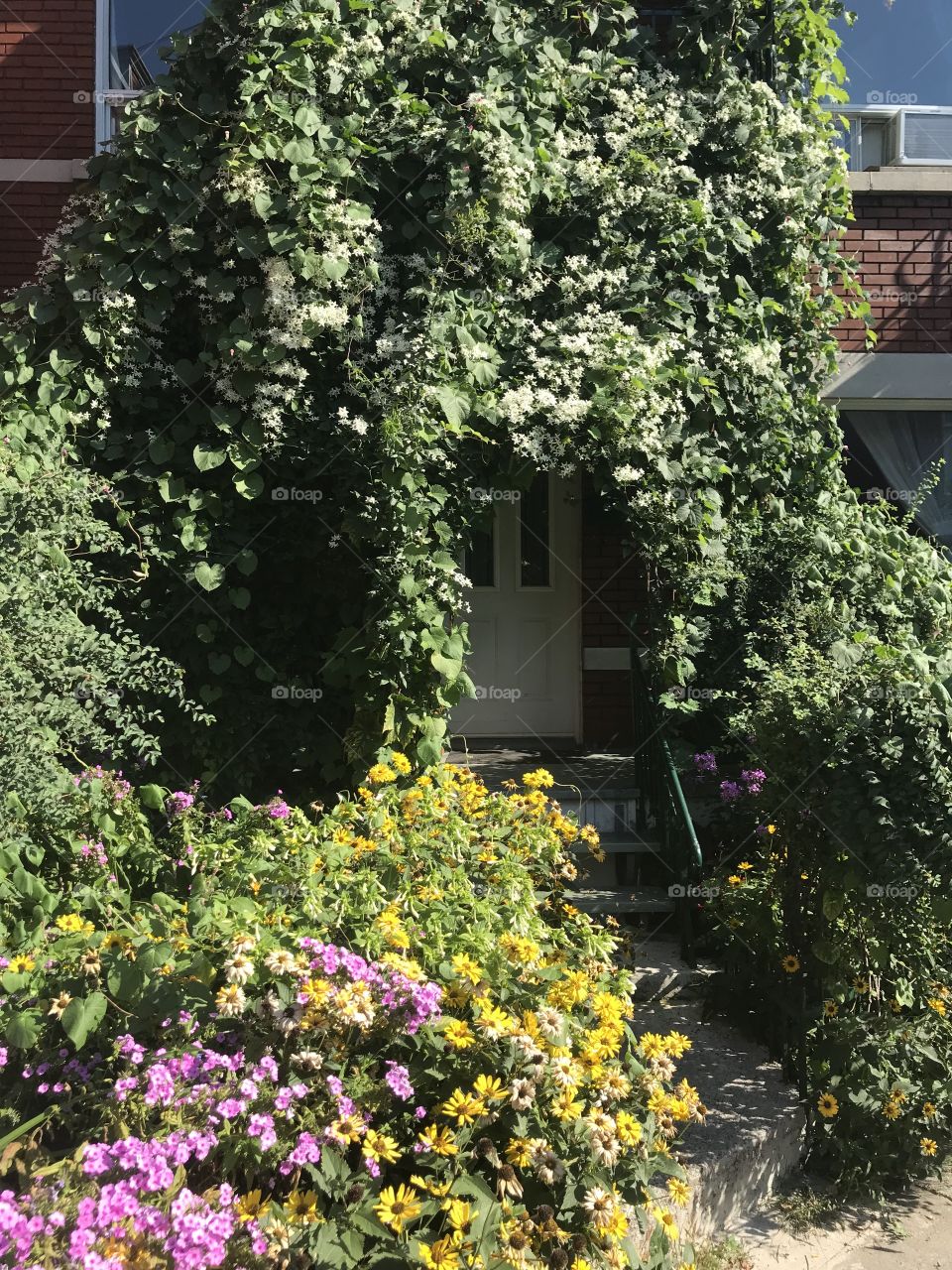 House covered in flowers and vines in the Rosemont neighborhood of Montreal