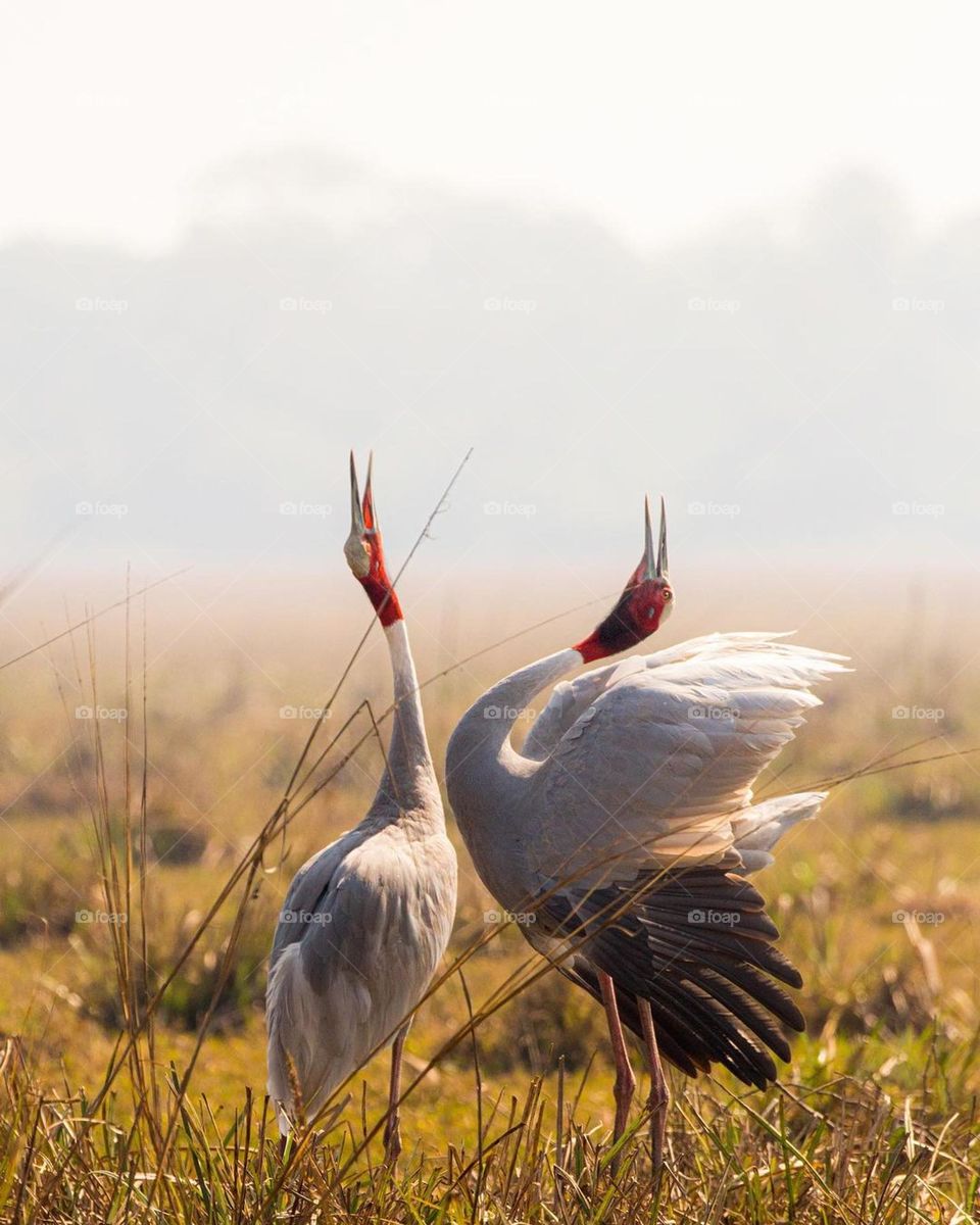 Sarus crane
