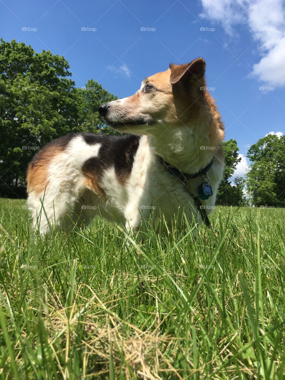 Scanning for squirrels 