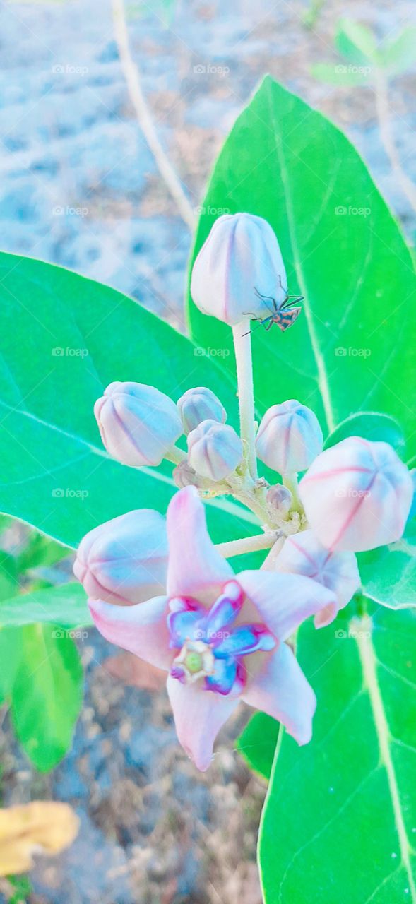 The beauty of flowers and flower suckers