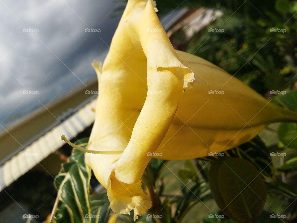 Nature, No Person, Leaf, Tropical, Outdoors