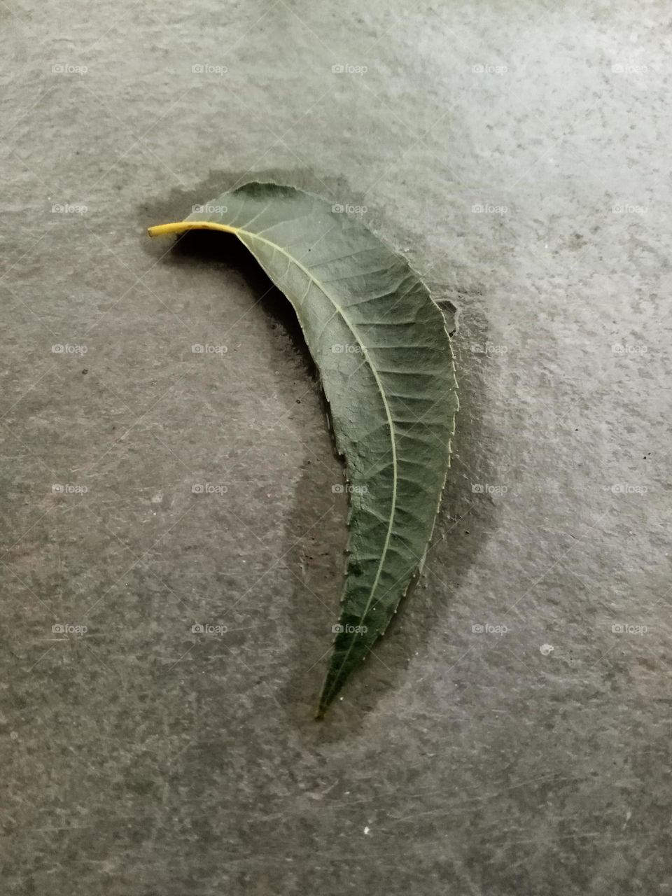 Leaf