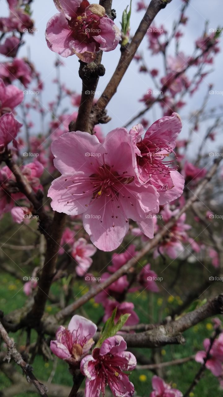 peach blossom