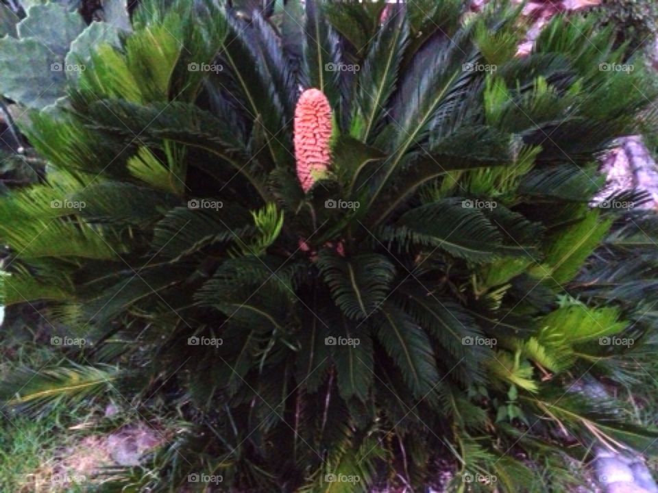 Sago Palm with bloom