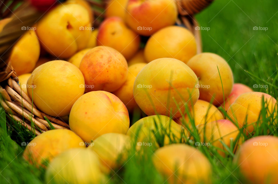 Fresh apricots summer fruits in basket on green grass background 