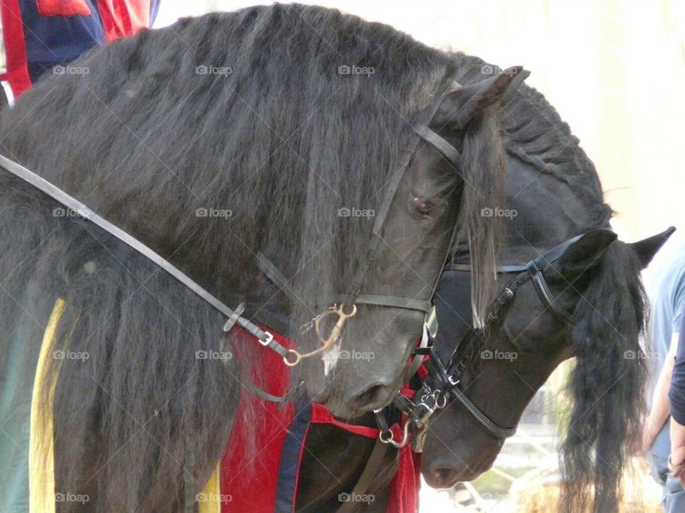 Medieval Horses 