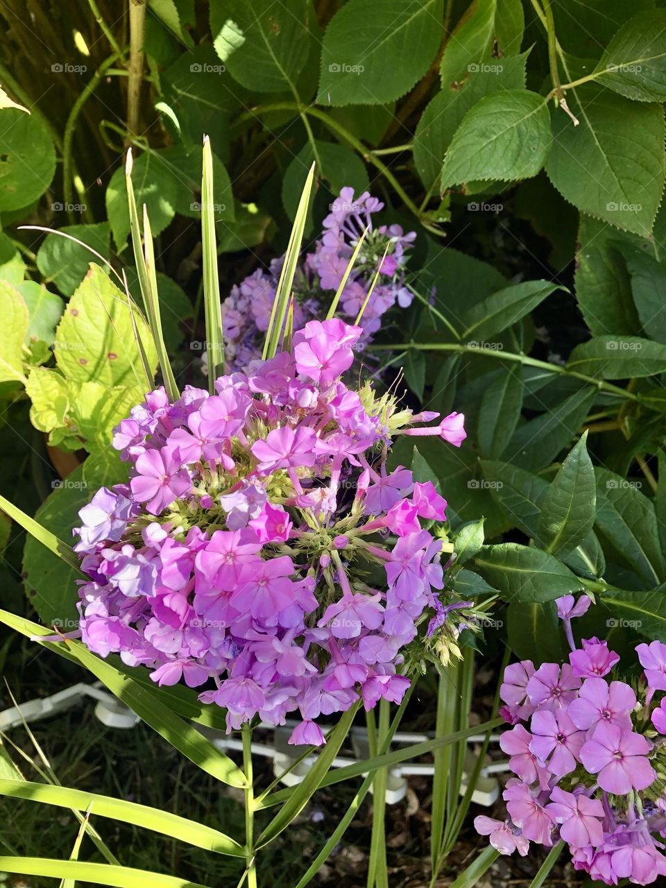 Lovely flowers in the garden 🪴