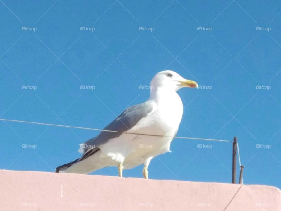 a beautiful seagull on wall