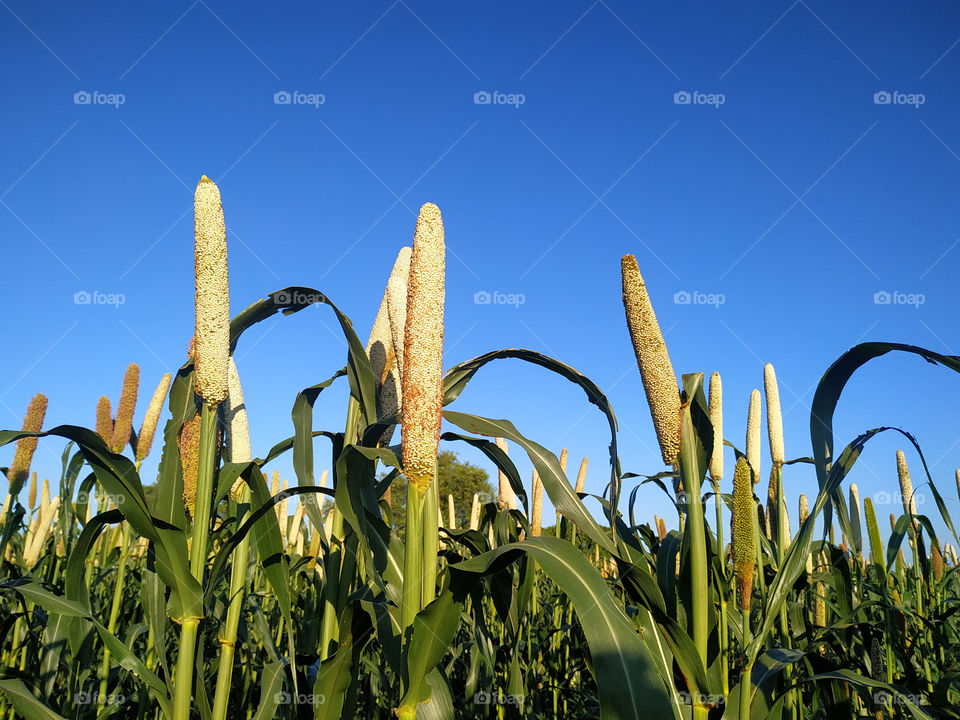 Pearl Millet Field in Rajasthan India. The Crop is Know as Bajra or Bajri Agriculture
