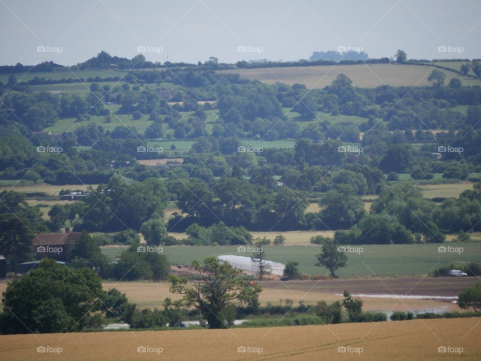 Crops. Farmland England 