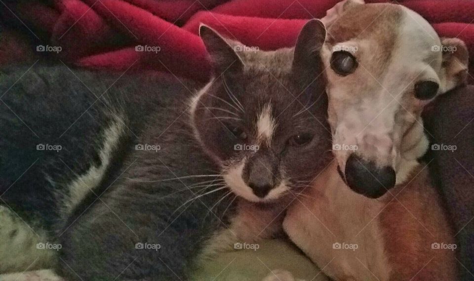 Cat & Dog best friends, Mini Italian Greyhound