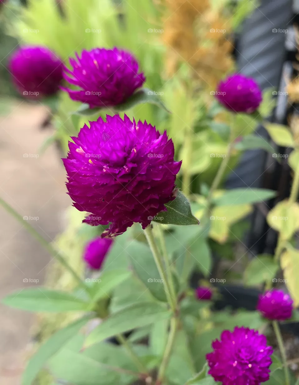 Flowers 
