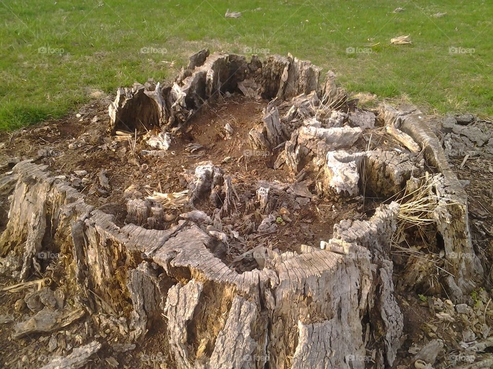 Stump. London, Ohio nature