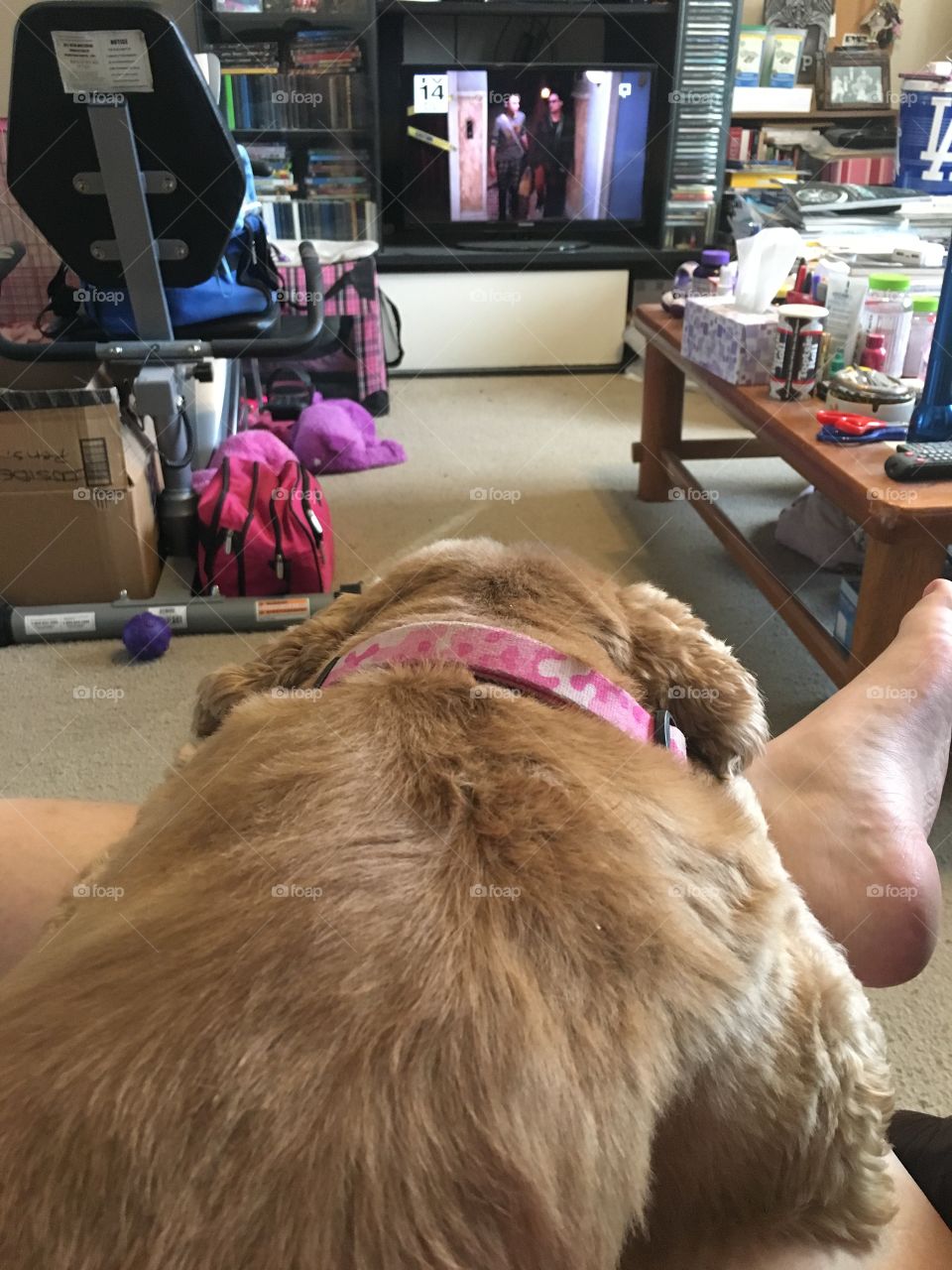 Man's best friend watching TV