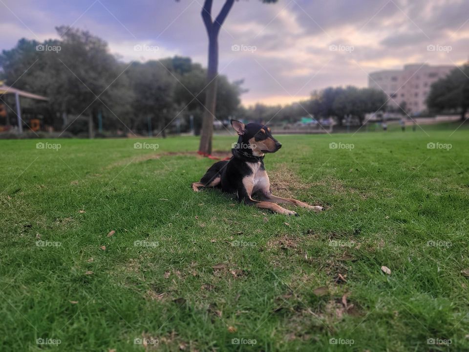 a dog in the park