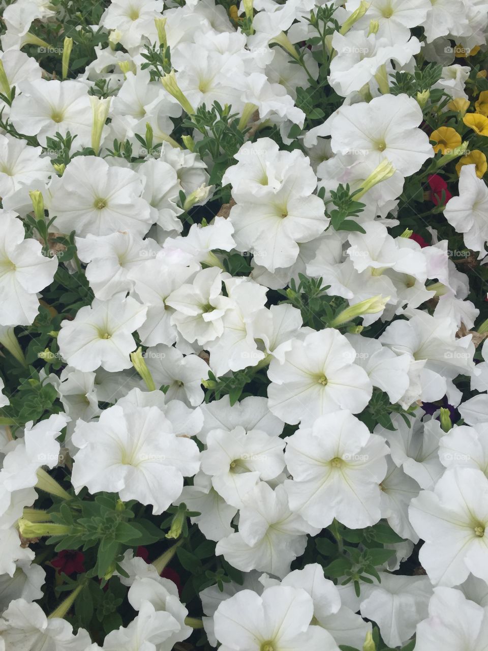 White flowers blooming at outdoors