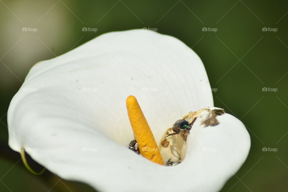 Meeting up with beautiful flowers always gives you a wonderful feeling