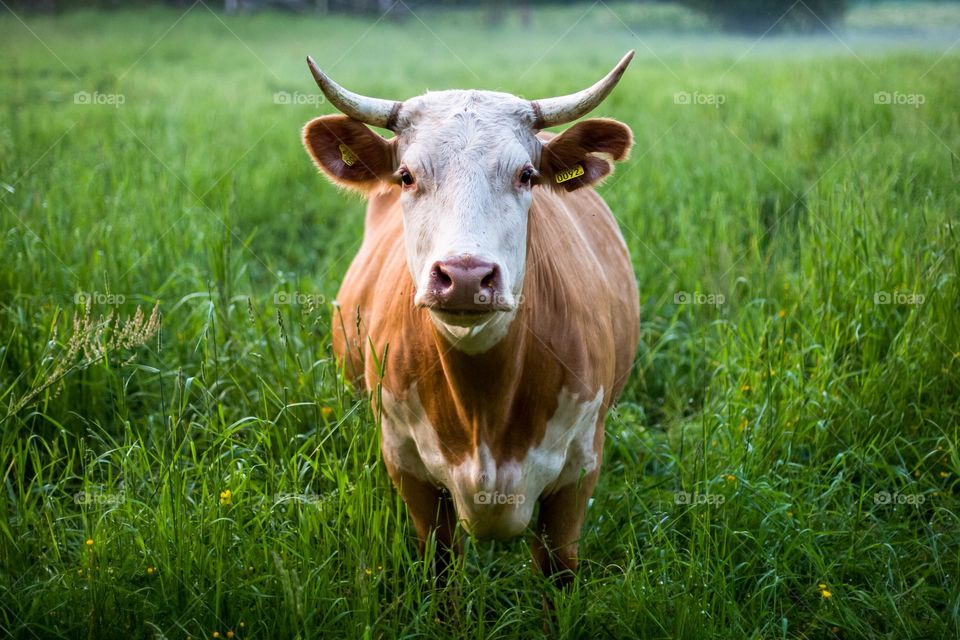 Brown and White Cow Standing on Green Grass Field