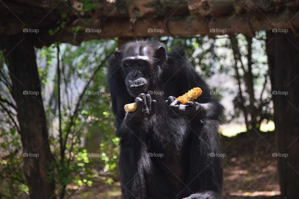 wildlife old big monkey sitting and eating corn at zoo dehiwela sri Lanka