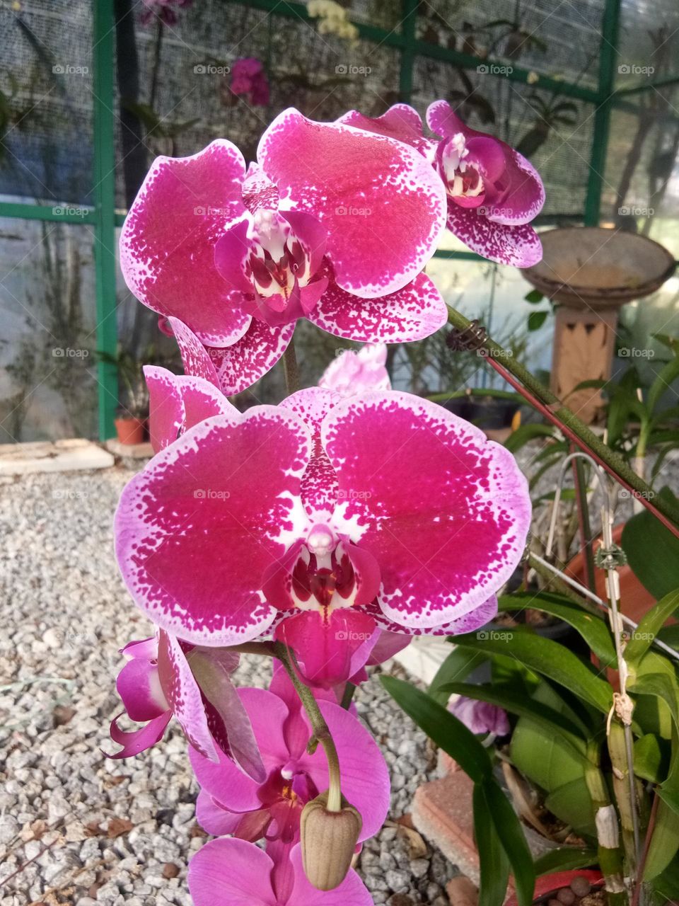 Planting orkid in the garden is beauty in Nature