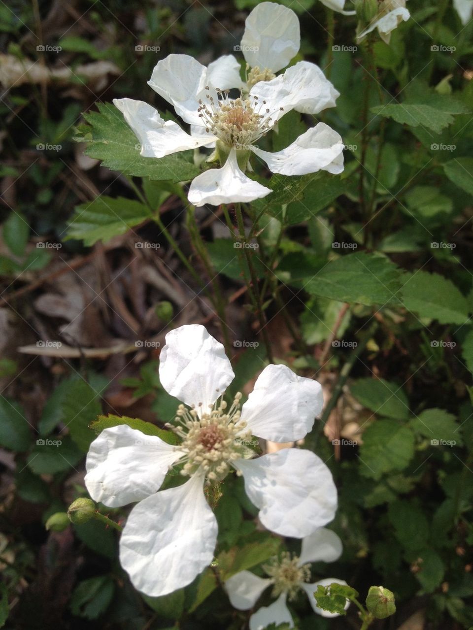 Blackberry blossoms