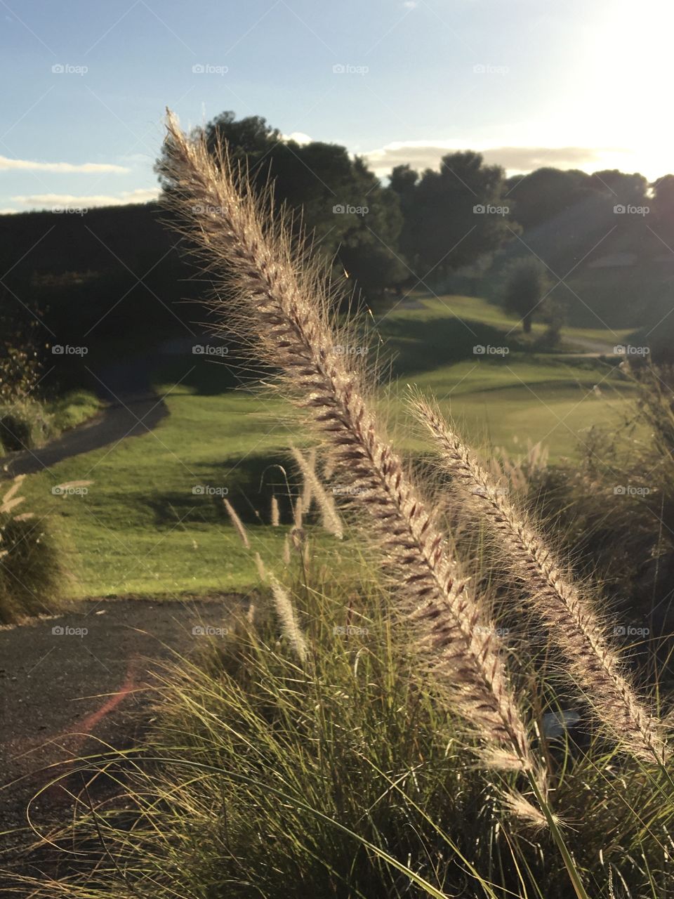 Grass with green landscape 