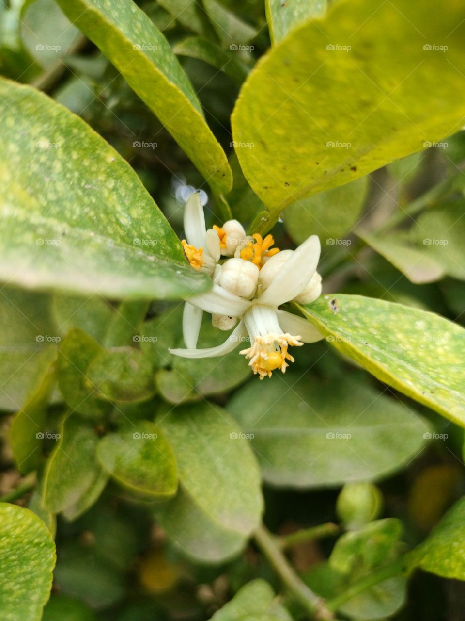 Lemon Tree Flowering