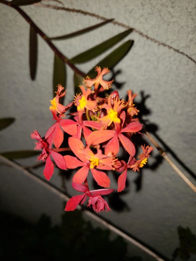Orchid
