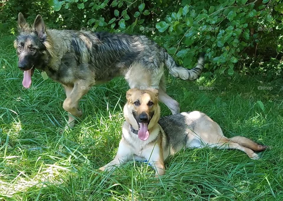 Samson and Ziva