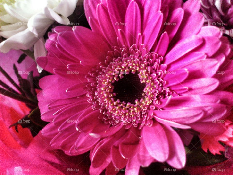 flower. Pink Gerbera 