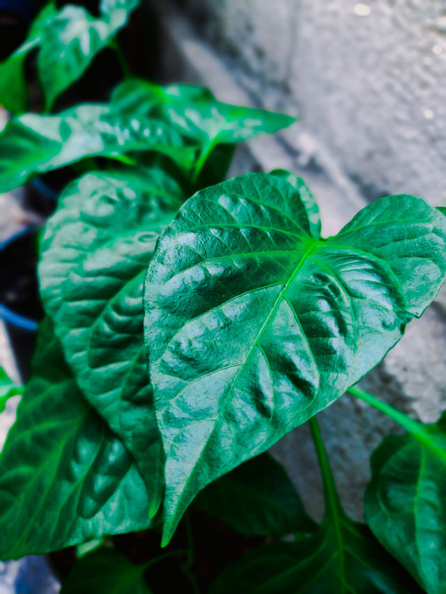 green leaves