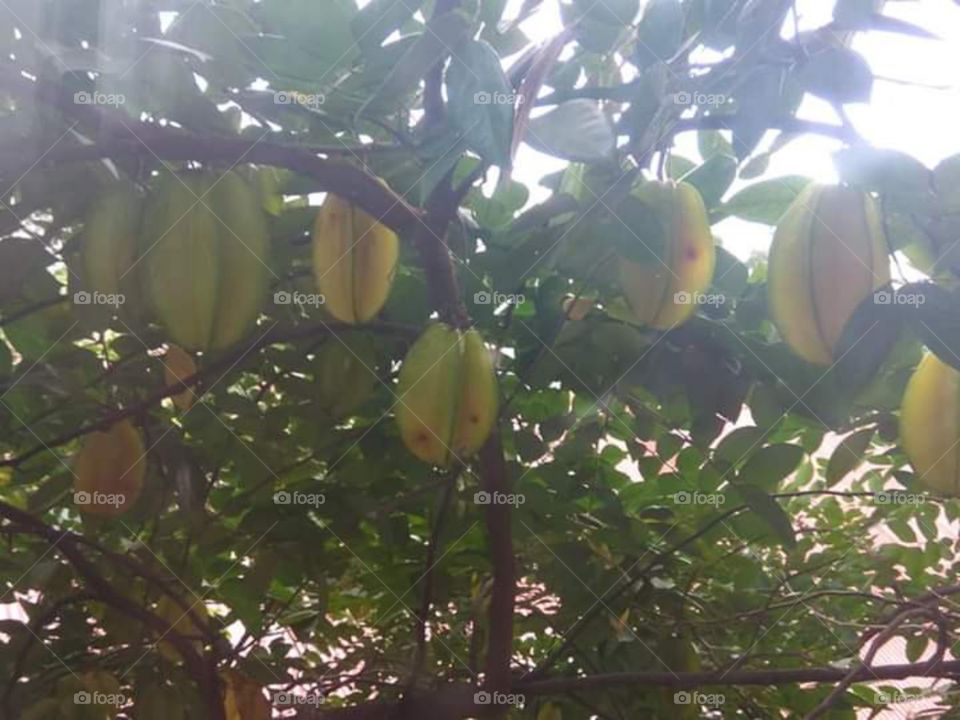 star fruit