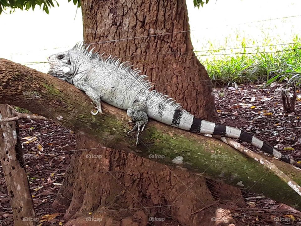 Presente da narureza