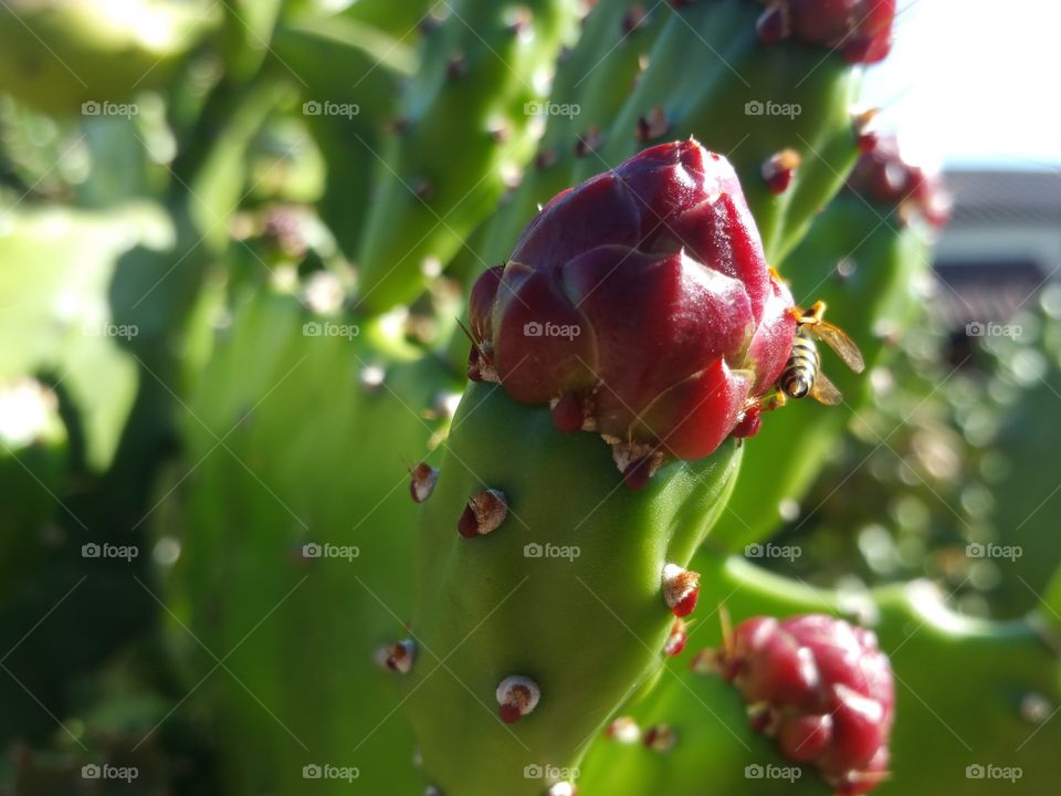 Cactus, No Person, Nature, Leaf, Fruit