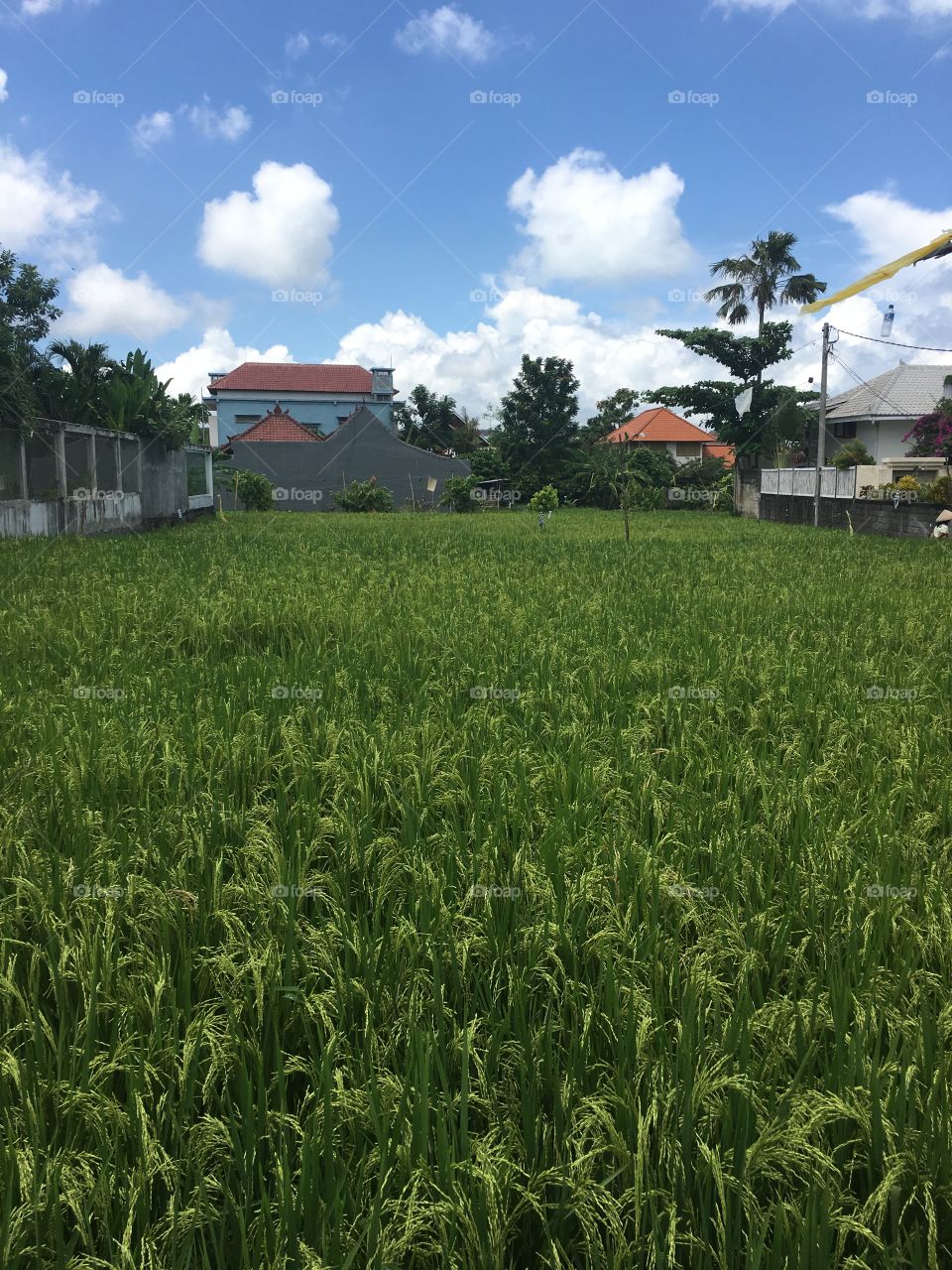 Fields of Rice 