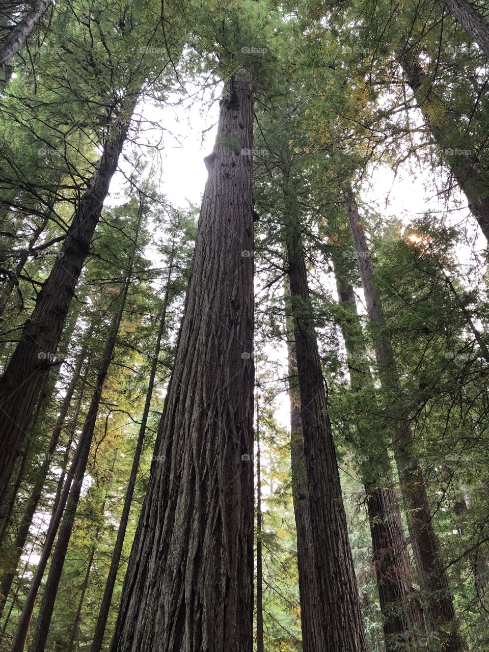 California dreaming Redwoods 