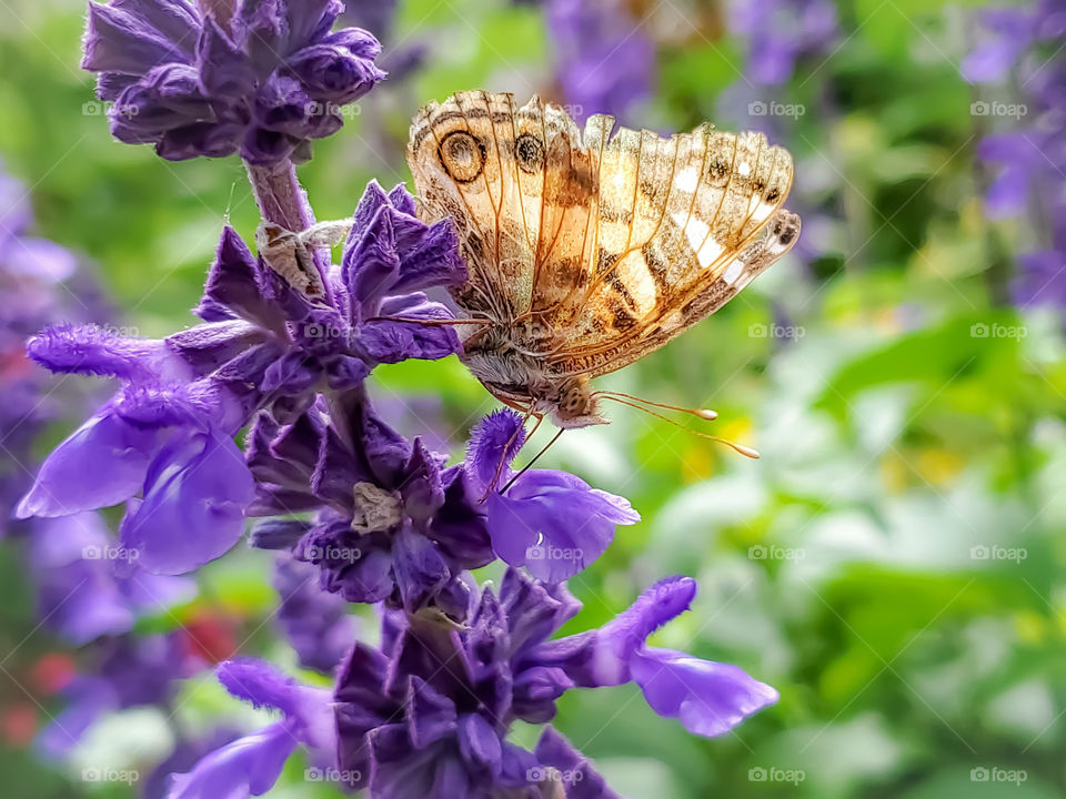 A beautiful faded almost translucent American Lady butterfly feeding on the nectar of a purple mystic spires flower in a garden of colorful flowers.