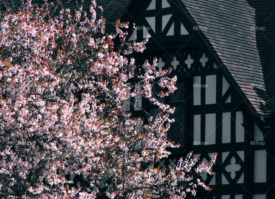 Pink Spring Blooms