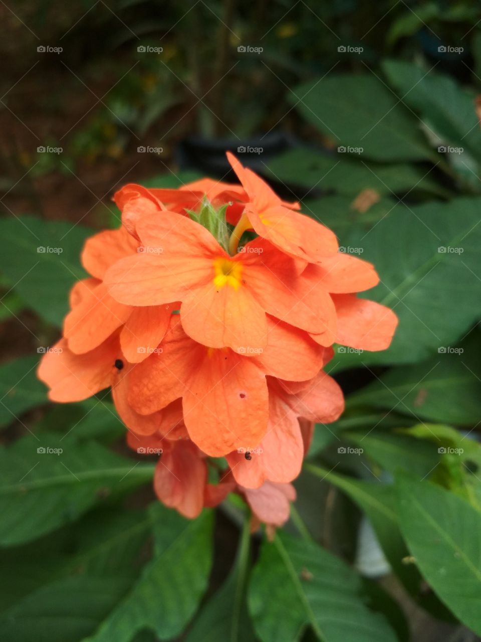 orange Beauty