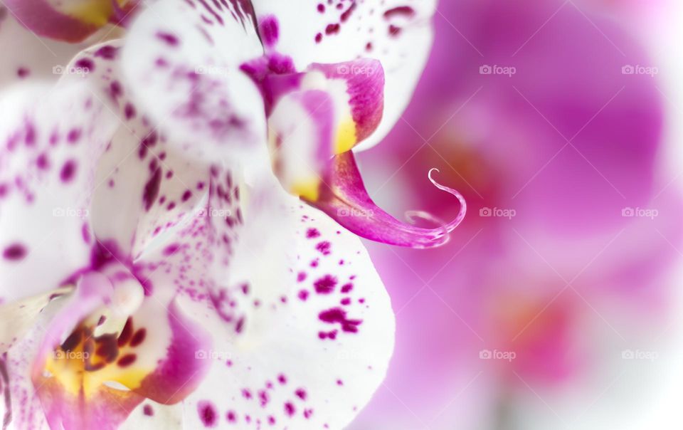 Close up of pink & white moth orchids