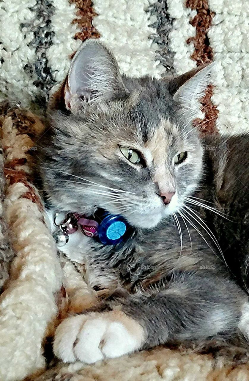 Diluted Calico rescue