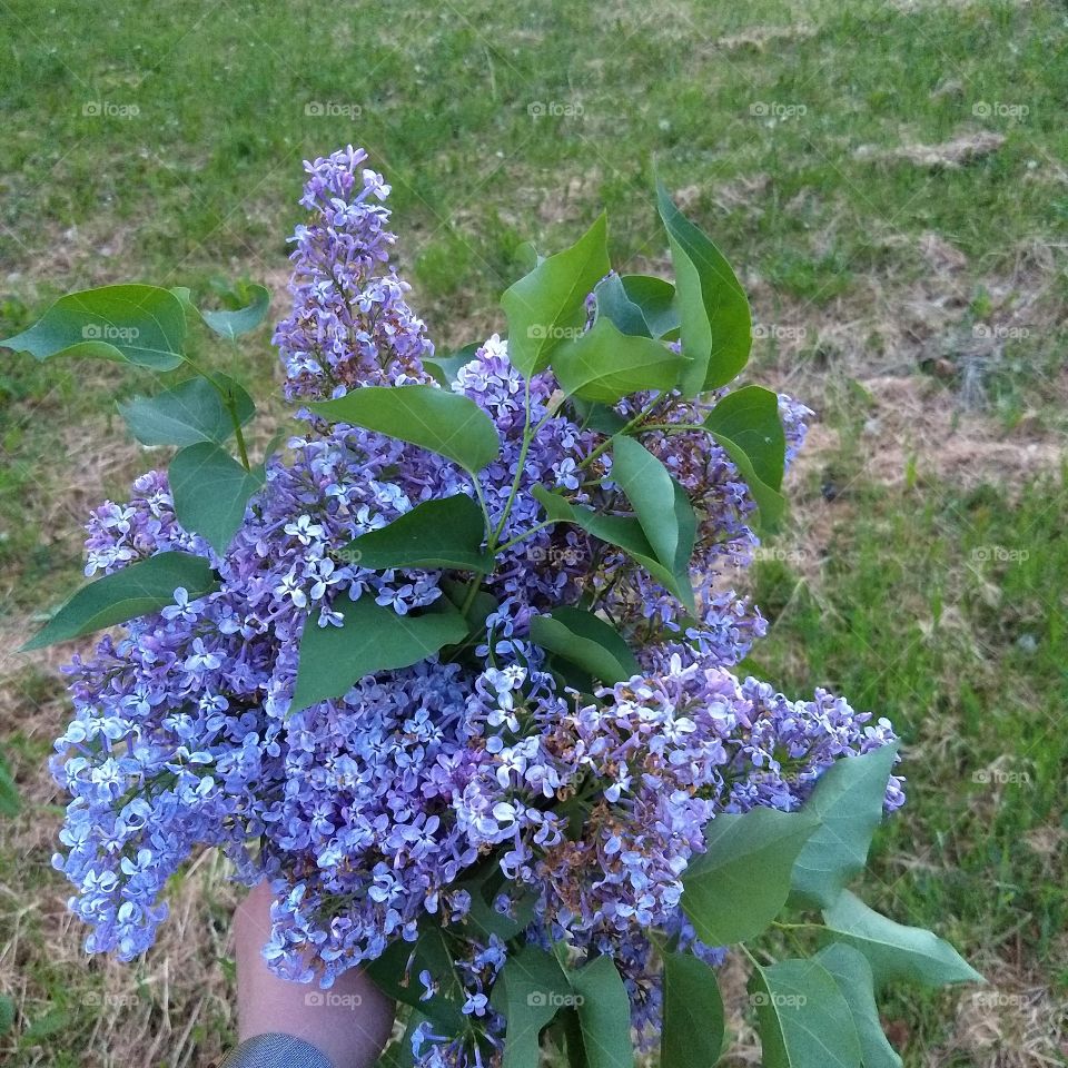 bouquet purple Serbia natural flowers