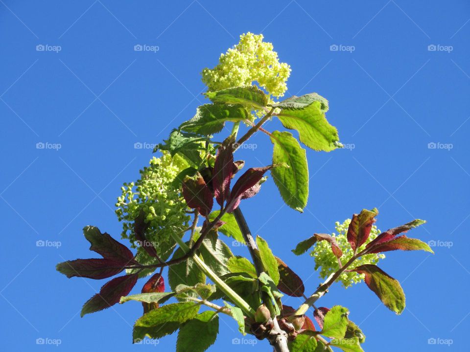 blossoming trees in spring, cherry, apple tree, flowers