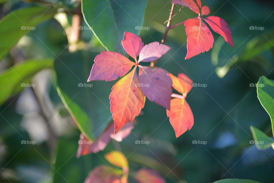Beautifully colored leafs with sunlight shining from behind 